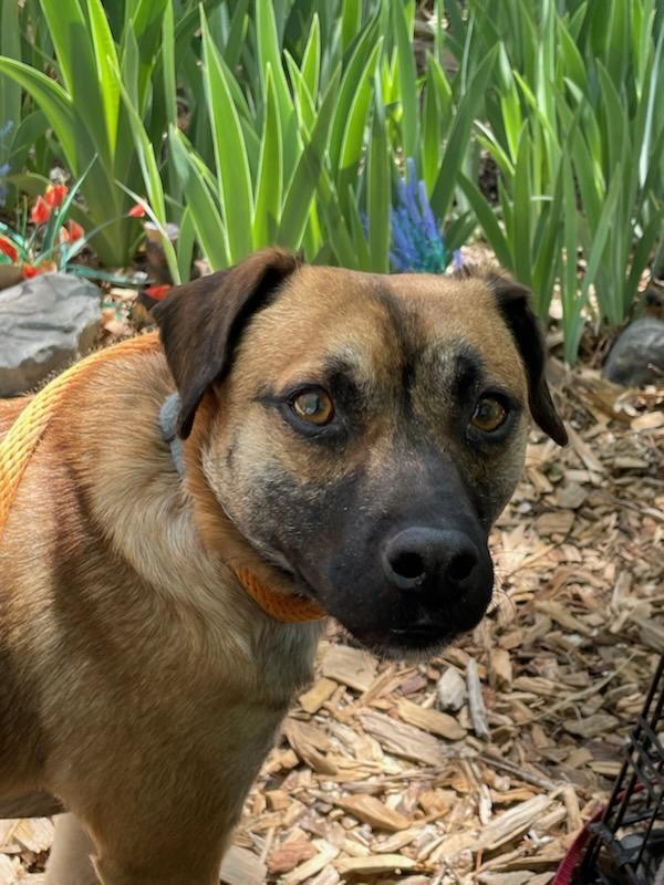 Bucky AKA Bruce, an adoptable Corgi, Pug in Albuquerque, NM, 87111 | Photo Image 6