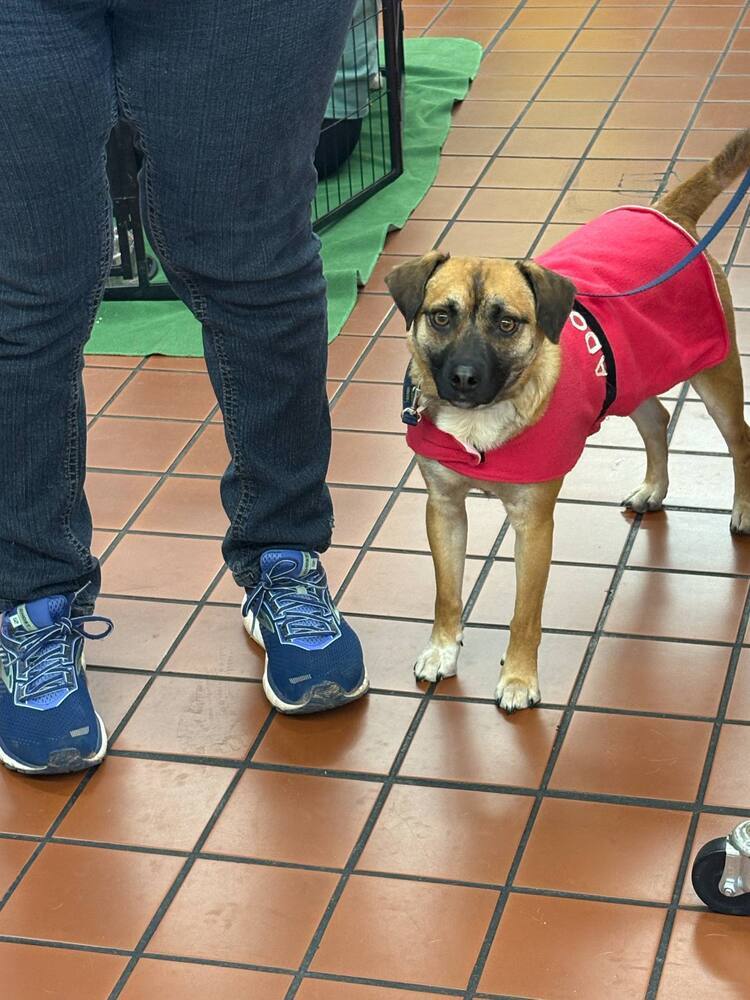 Bucky AKA Bruce, an adoptable Corgi, Pug in Albuquerque, NM, 87111 | Photo Image 6