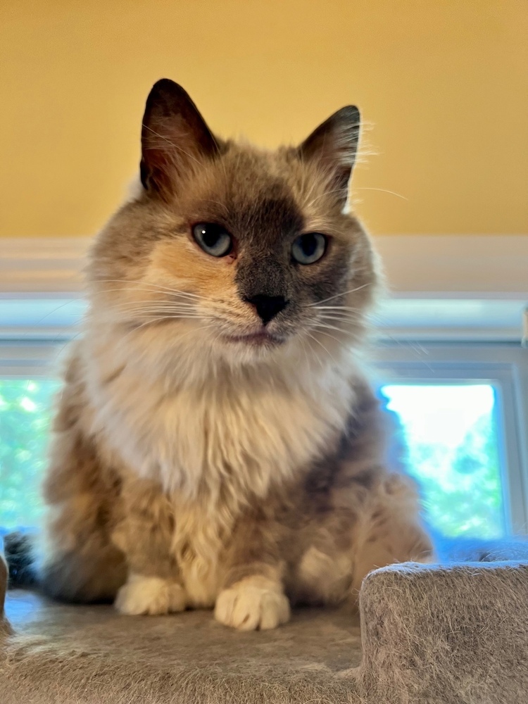 Jaz, an adoptable Ragdoll, Siamese in Wilmington, NC, 28411 | Photo Image 1