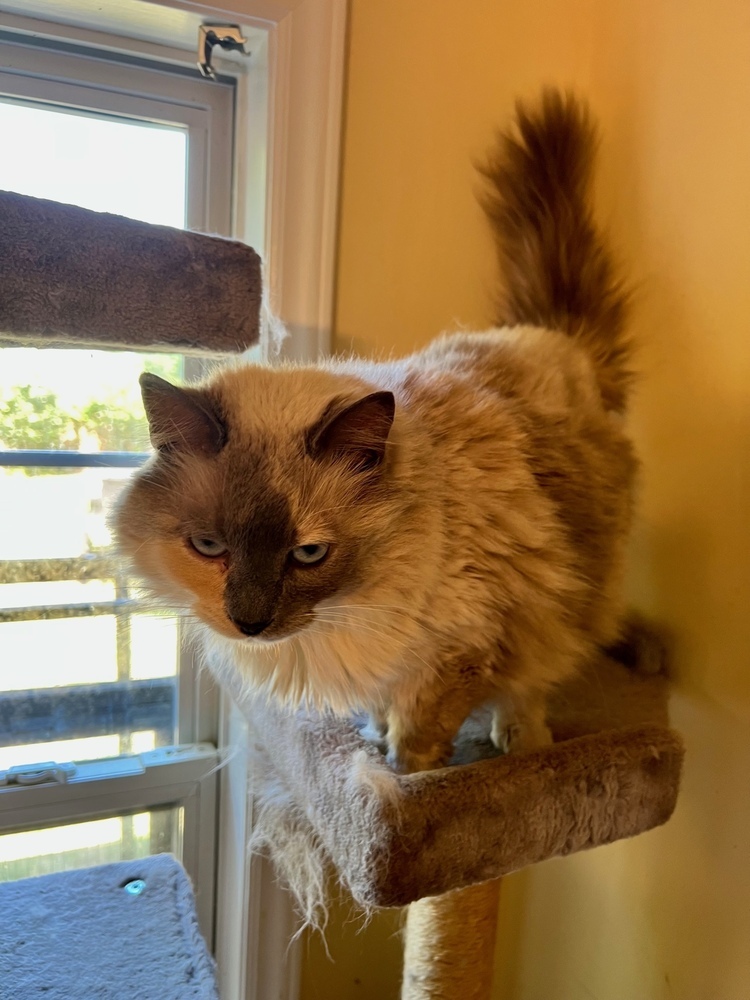 Jaz, an adoptable Ragdoll, Siamese in Wilmington, NC, 28411 | Photo Image 2