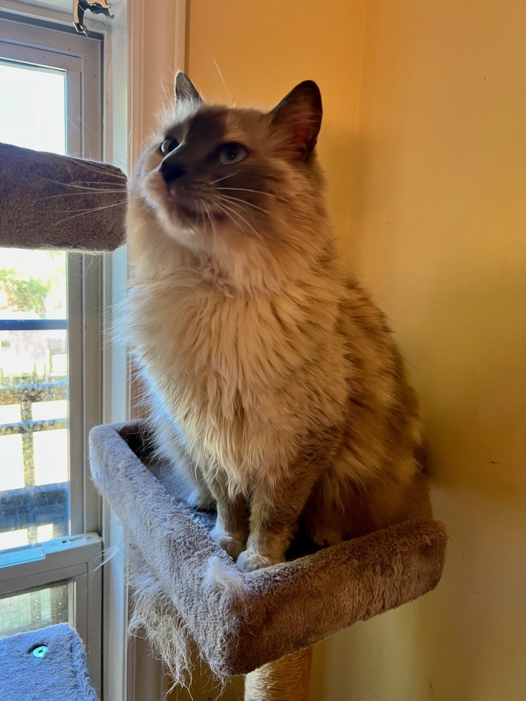 Jaz, an adoptable Ragdoll, Siamese in Wilmington, NC, 28411 | Photo Image 3