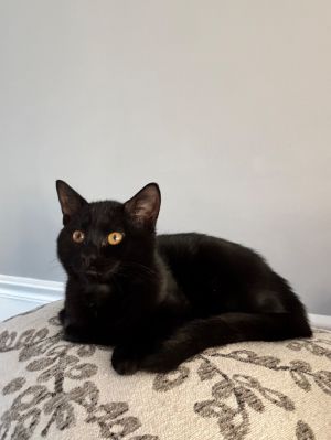 Jett, Young Male Domestic Short Hair