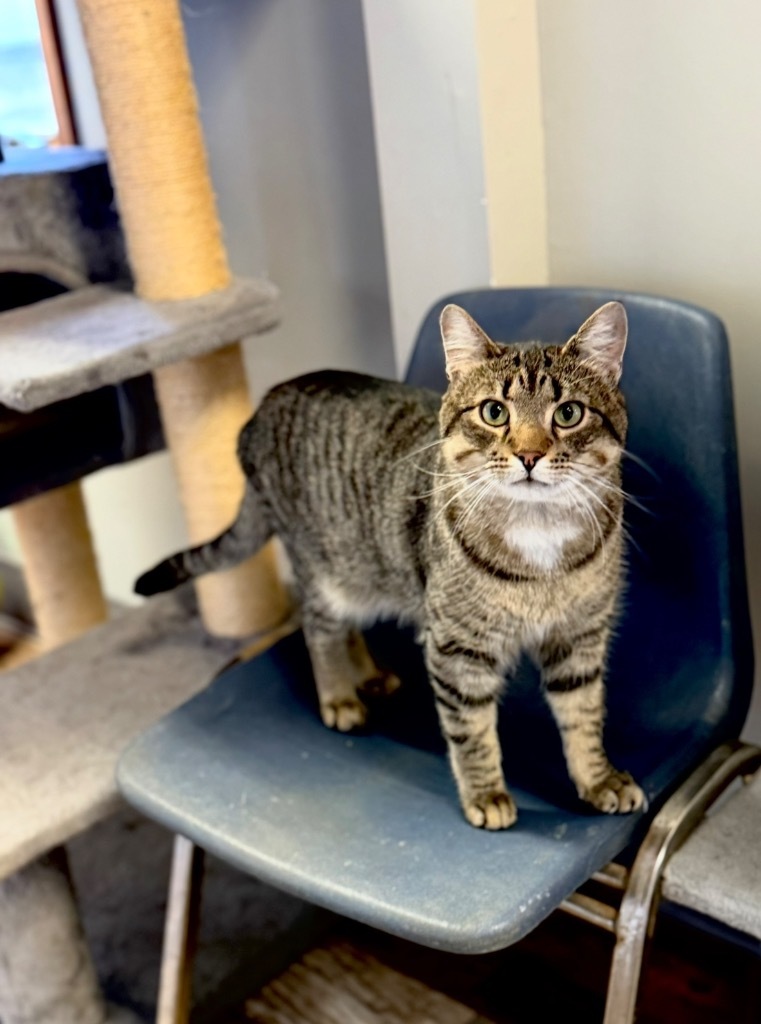 Sparrow, an adoptable Domestic Short Hair in Algona, IA, 50511 | Photo Image 1