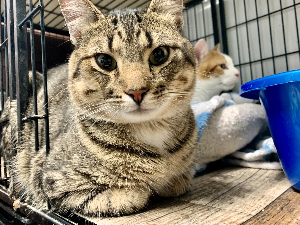 Sparrow, an adoptable Domestic Short Hair in Algona, IA, 50511 | Photo Image 2