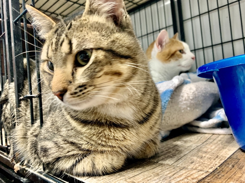 Sparrow, an adoptable Domestic Short Hair in Algona, IA, 50511 | Photo Image 4