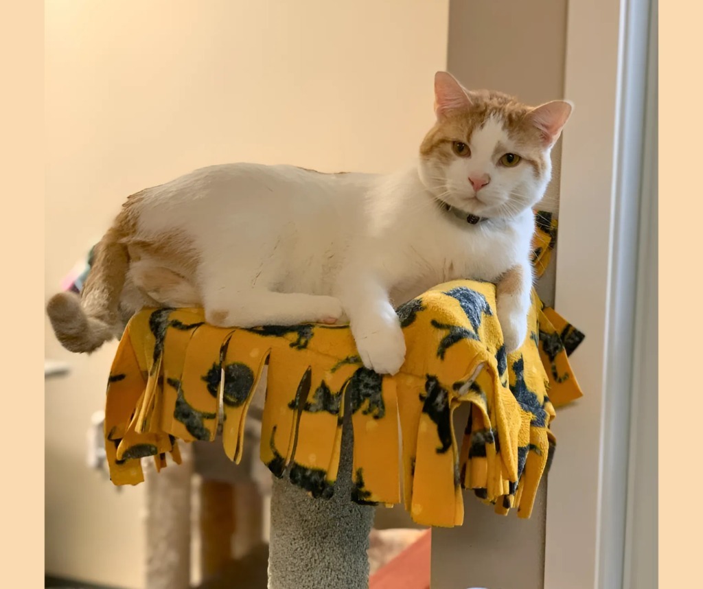 Strudel, an adoptable Domestic Short Hair in Algona, IA, 50511 | Photo Image 1