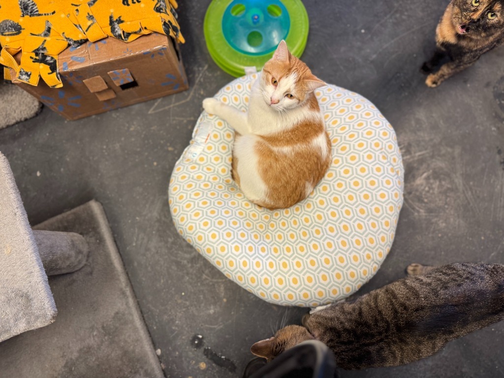 Strudel, an adoptable Domestic Short Hair in Algona, IA, 50511 | Photo Image 2