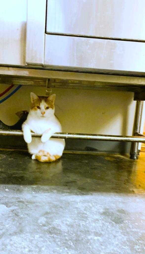 Strudel, an adoptable Domestic Short Hair in Algona, IA, 50511 | Photo Image 3