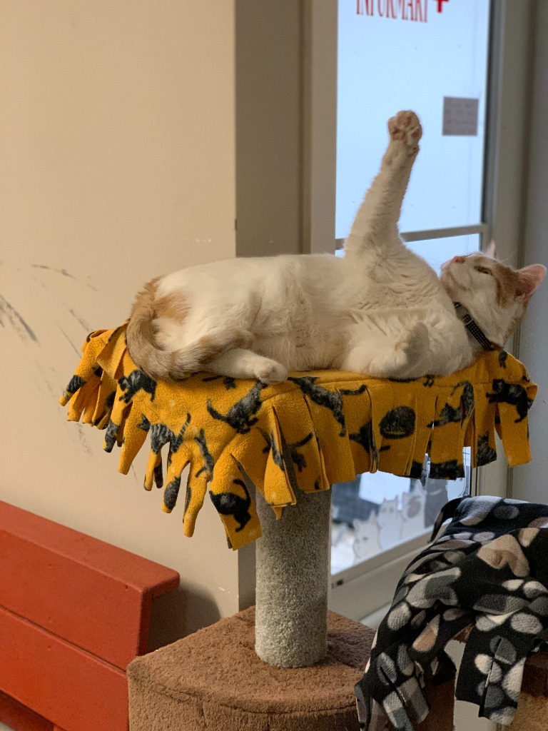 Strudel, an adoptable Domestic Short Hair in Algona, IA, 50511 | Photo Image 4