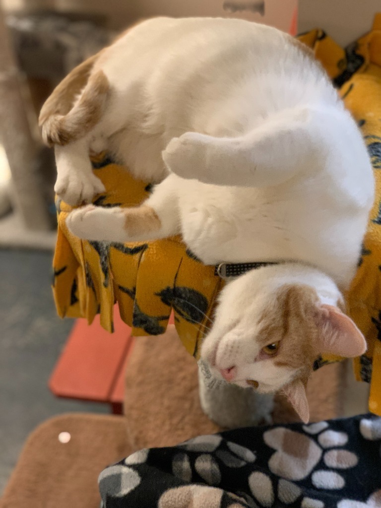 Strudel, an adoptable Domestic Short Hair in Algona, IA, 50511 | Photo Image 5