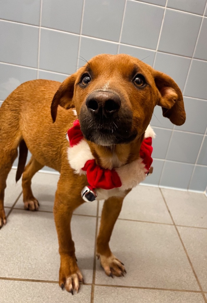 Blitzen, an adoptable Staffordshire Bull Terrier, Mixed Breed in Rock Springs, WY, 82901 | Photo Image 1