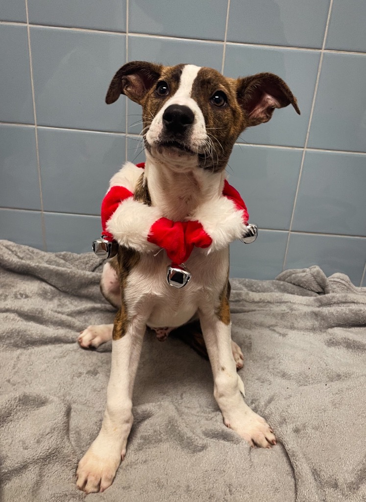 Dasher, an adoptable Terrier, Mixed Breed in Rock Springs, WY, 82901 | Photo Image 1