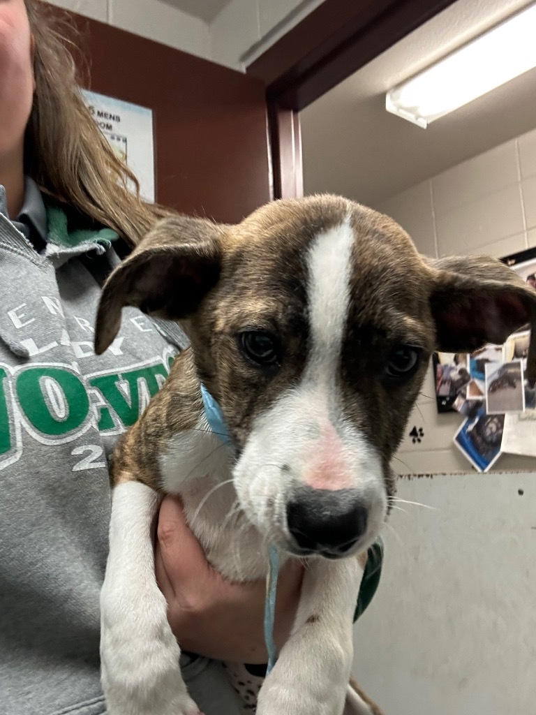 Dasher, an adoptable Terrier, Mixed Breed in Rock Springs, WY, 82901 | Photo Image 2