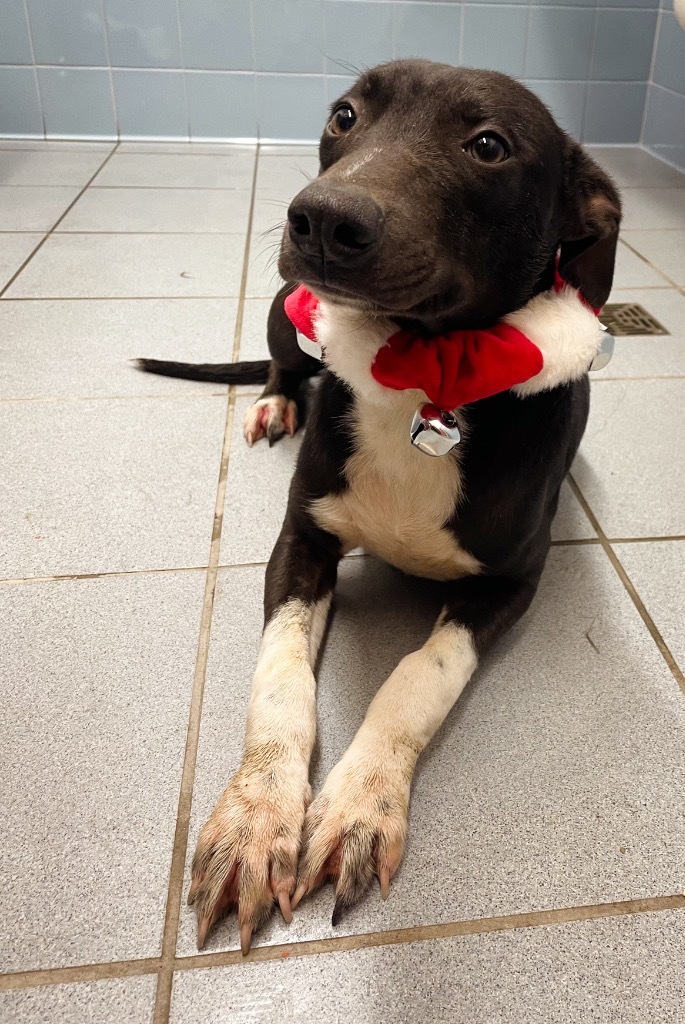 Donner, an adoptable Staffordshire Bull Terrier, Mixed Breed in Rock Springs, WY, 82901 | Photo Image 1