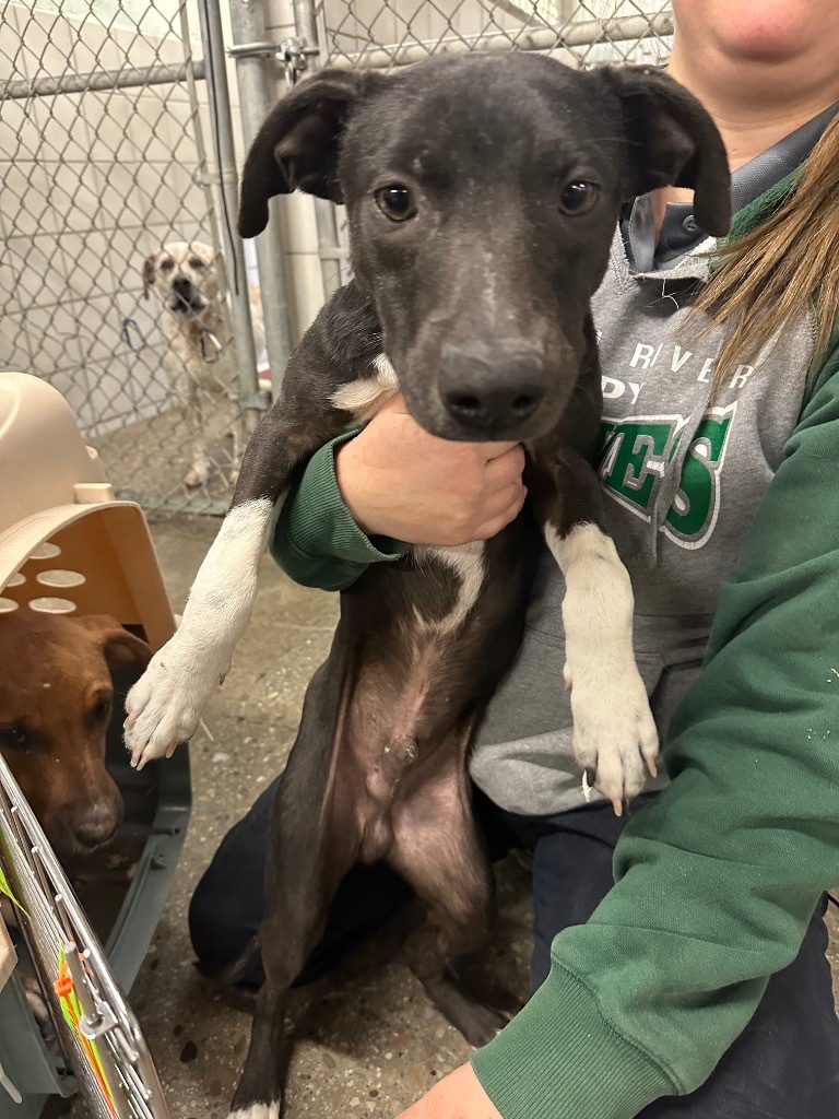 Donner, an adoptable Staffordshire Bull Terrier, Mixed Breed in Rock Springs, WY, 82901 | Photo Image 2