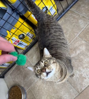 Zinnia, Adult Female Domestic Short Hair