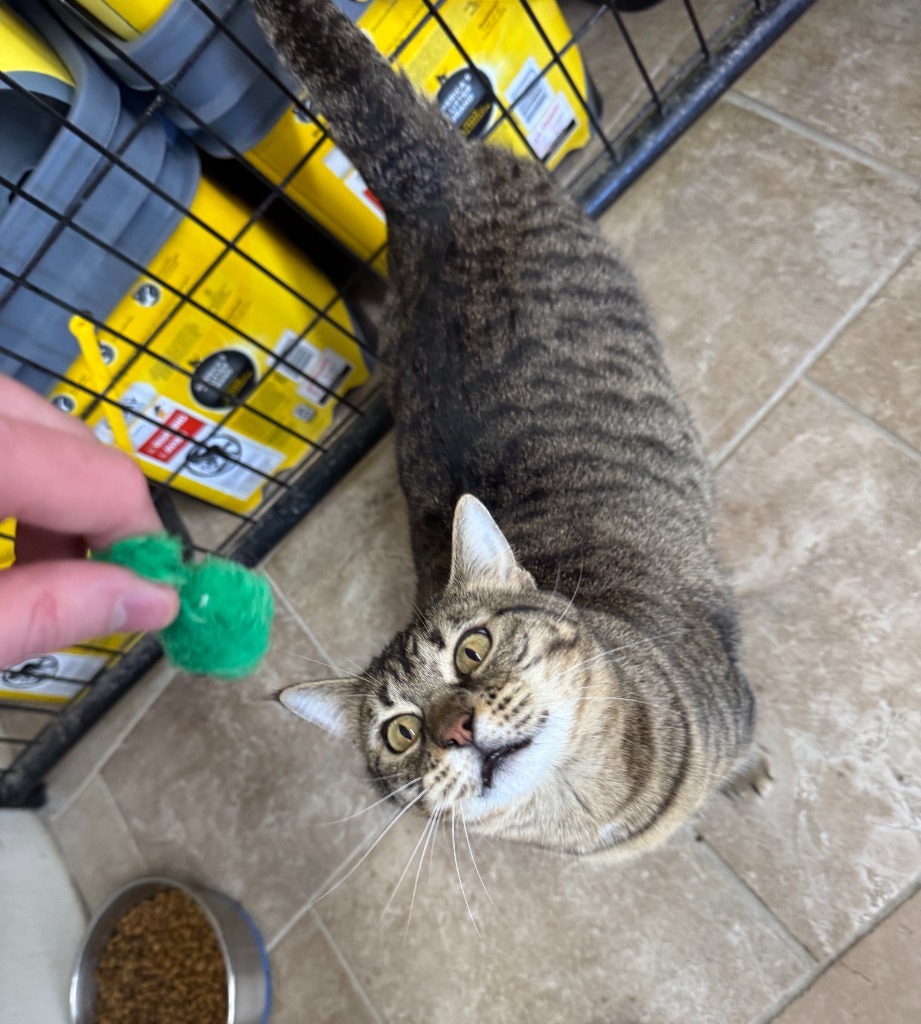 Zinnia, an adoptable Domestic Short Hair in Hastings, NE, 68901 | Photo Image 2