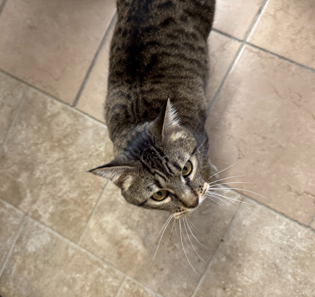 Zinnia, an adoptable Domestic Short Hair in Hastings, NE, 68901 | Photo Image 3