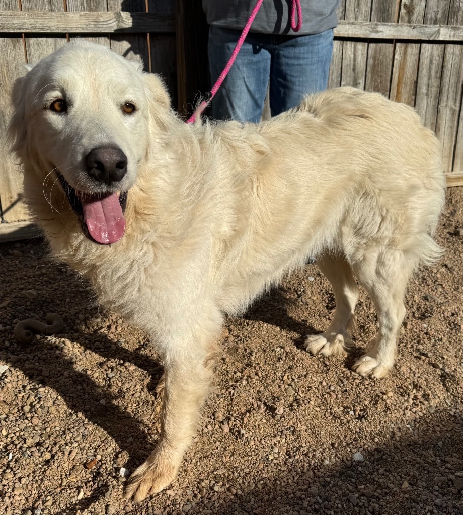 Lucy, an adoptable Great Pyrenees in Hastings, NE, 68901 | Photo Image 1