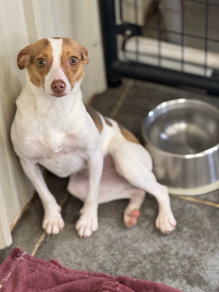 Dustin, an adoptable Rat Terrier in Hastings, NE, 68901 | Photo Image 1