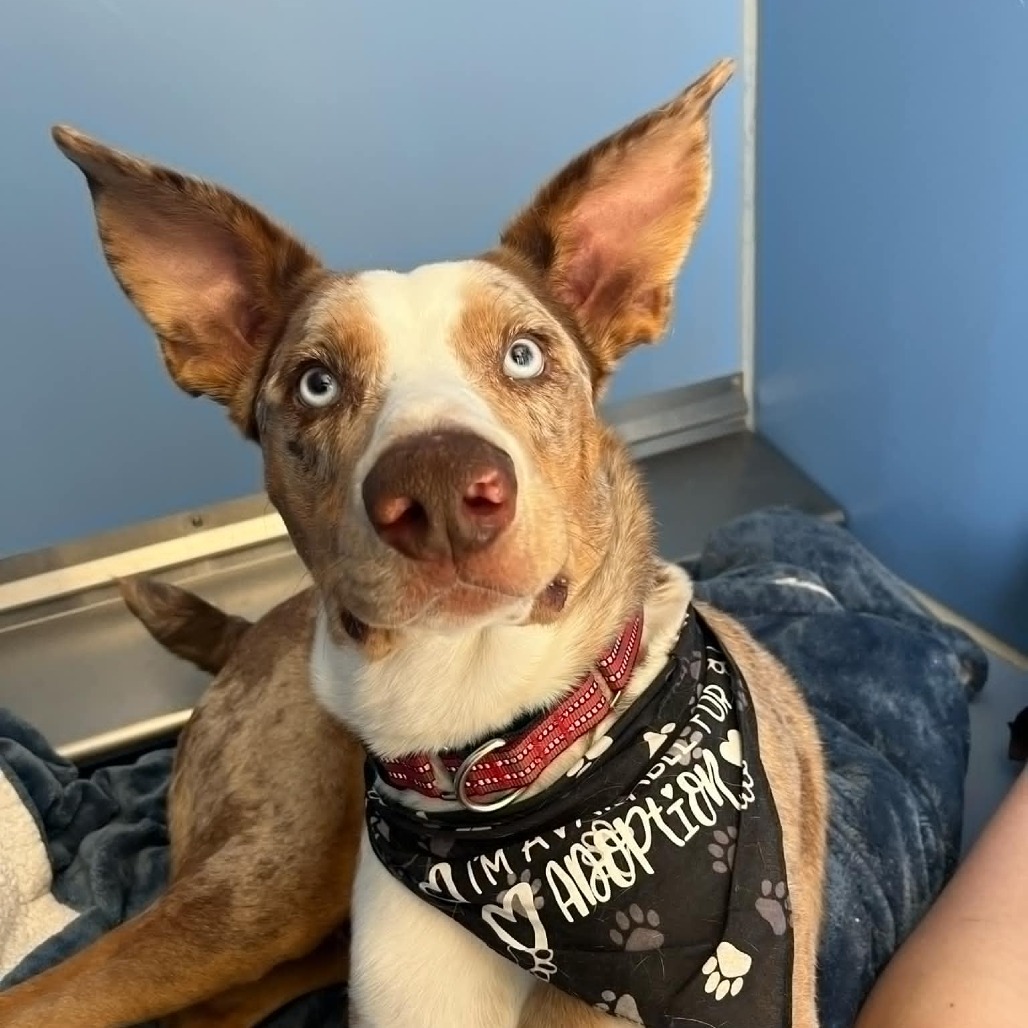 Doofy, an adoptable Catahoula Leopard Dog in Norfolk, NE, 68701 | Photo Image 1