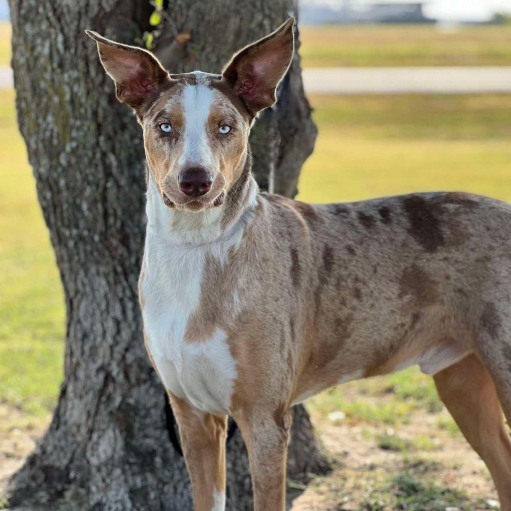 Doofy, an adoptable Catahoula Leopard Dog in Norfolk, NE, 68701 | Photo Image 2