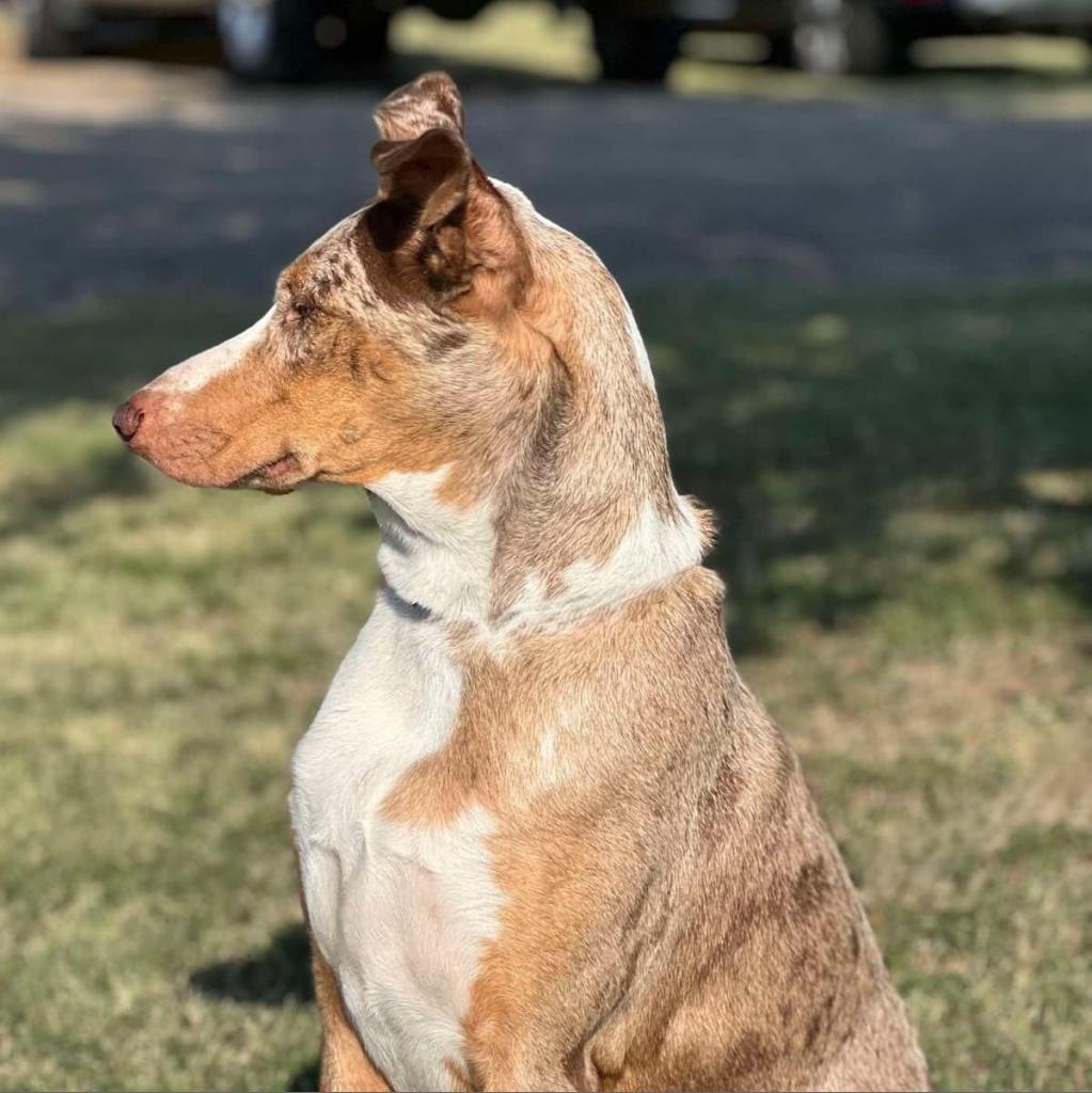 Doofy, an adoptable Catahoula Leopard Dog in Norfolk, NE, 68701 | Photo Image 3
