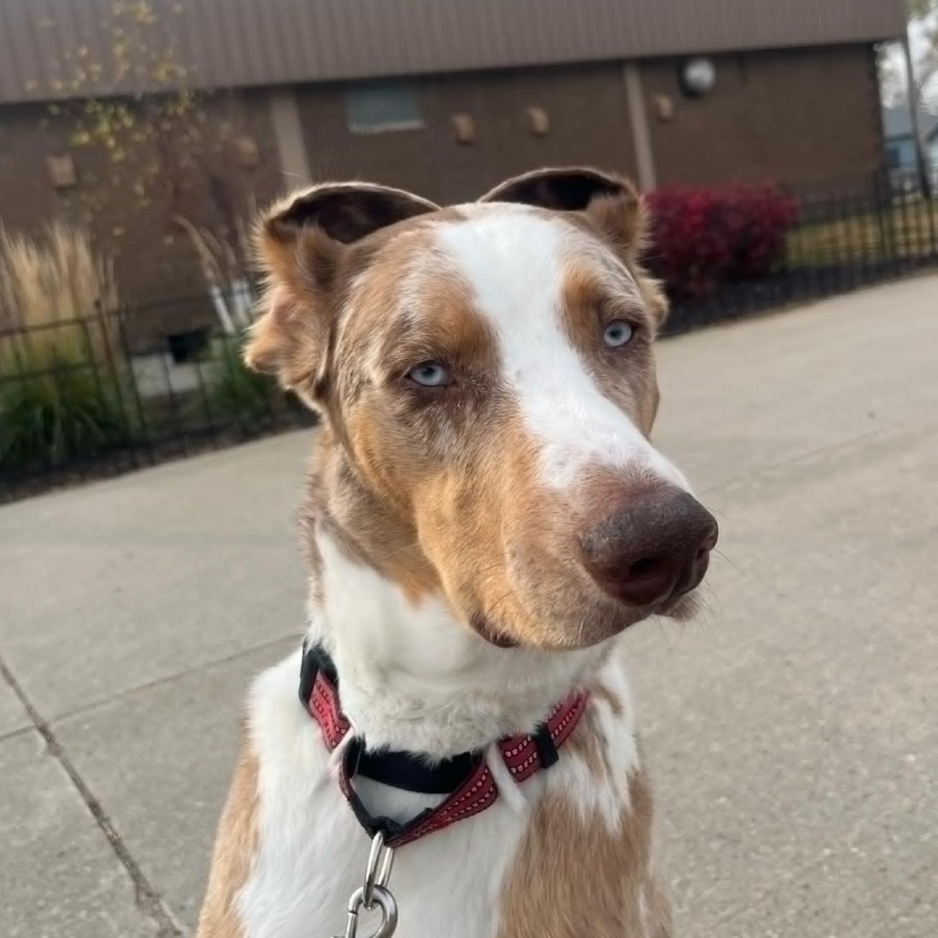 Doofy, an adoptable Catahoula Leopard Dog in Norfolk, NE, 68701 | Photo Image 4
