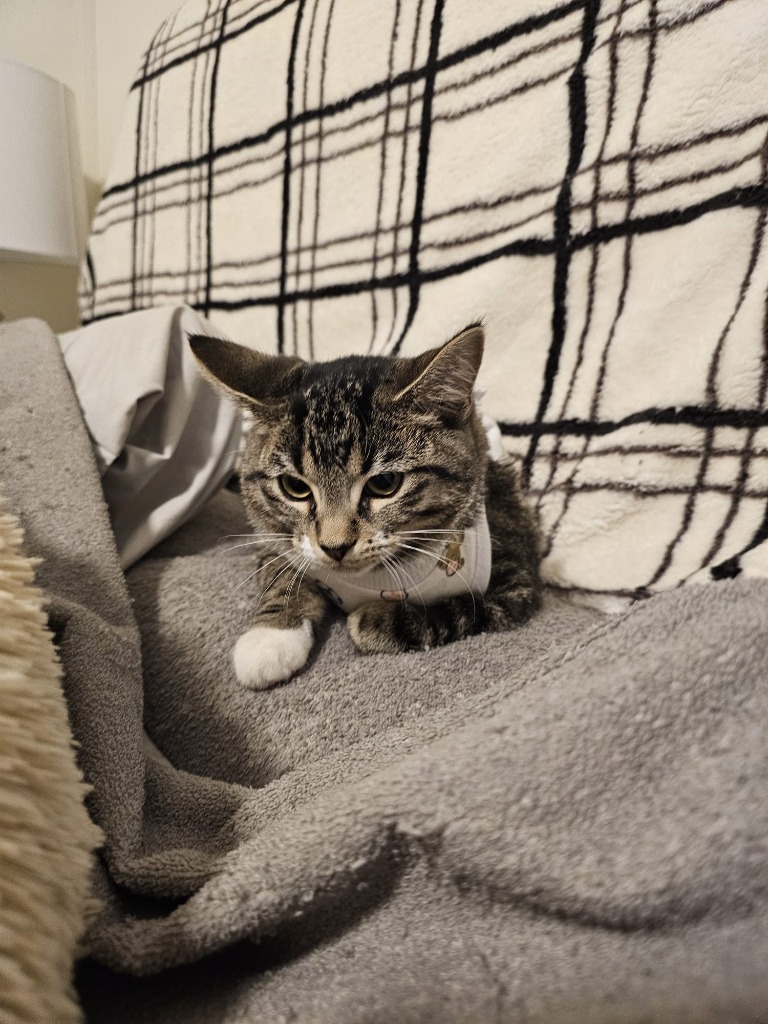 Ari, an adoptable Domestic Short Hair in Calgary, AB, T3S 0C5 | Photo Image 3