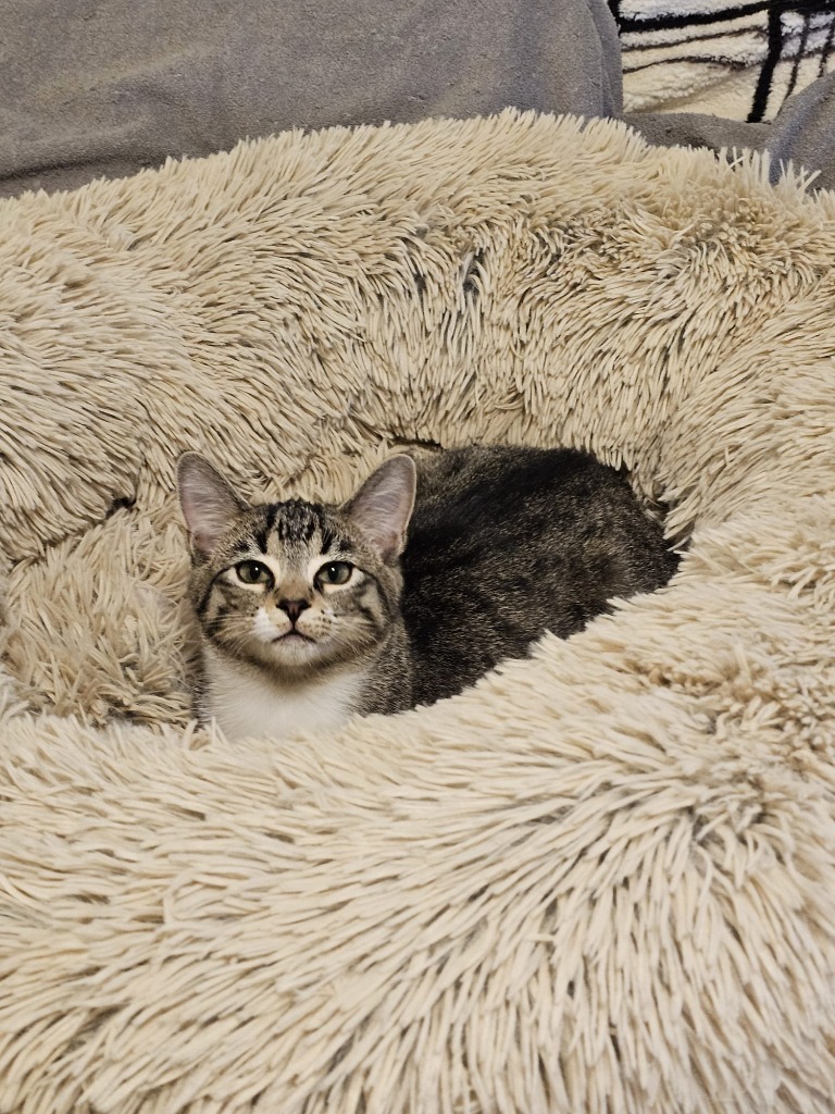 Ari, an adoptable Domestic Short Hair in Calgary, AB, T3S 0C5 | Photo Image 5