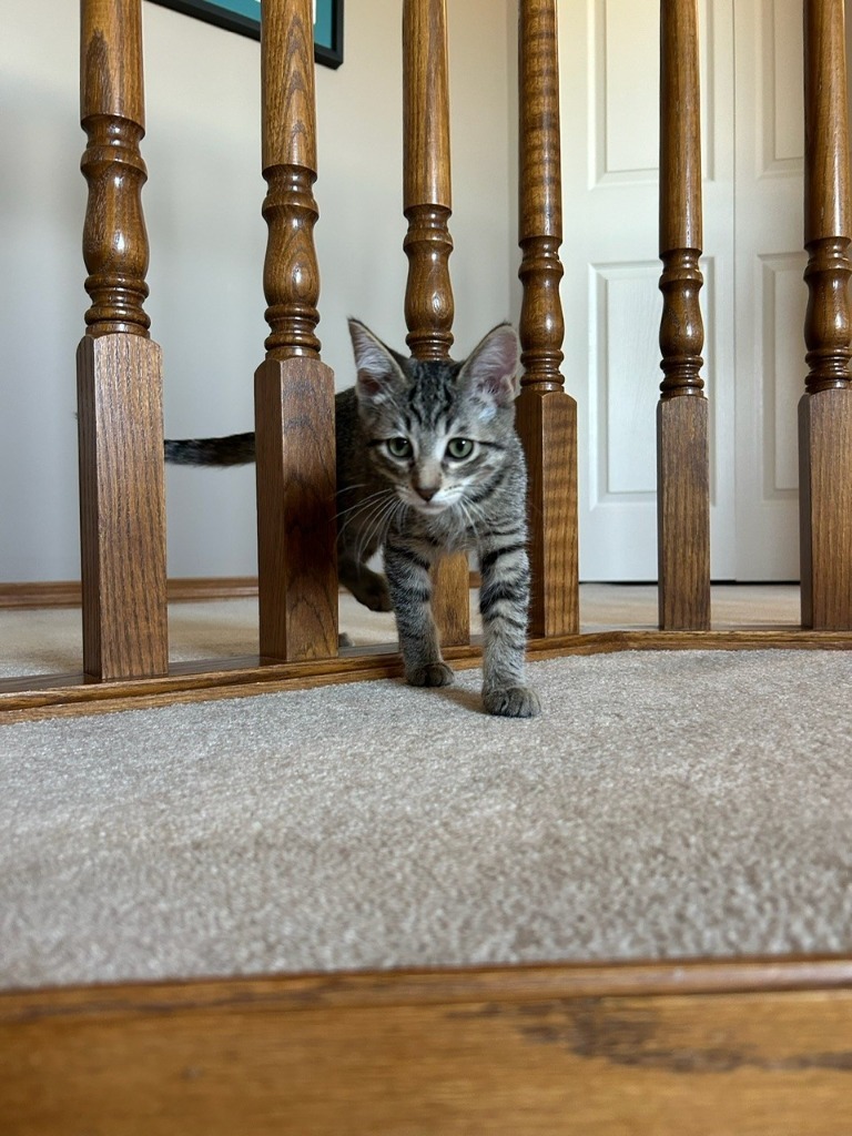 Marmot, an adoptable Domestic Short Hair in Calgary, AB, T3S 0C5 | Photo Image 1