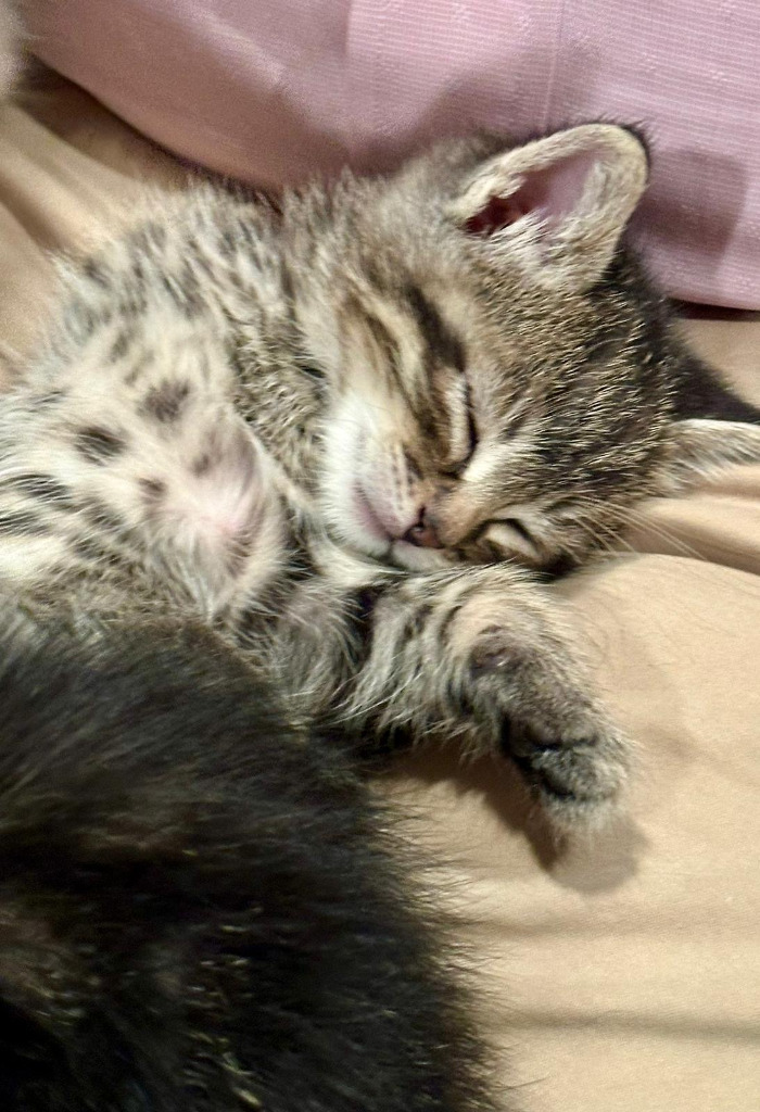 Marmot, an adoptable Domestic Short Hair in Calgary, AB, T3S 0C5 | Photo Image 2