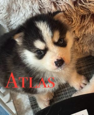 Dogs for Adoption Near Pleasant Hill CA Petfinder