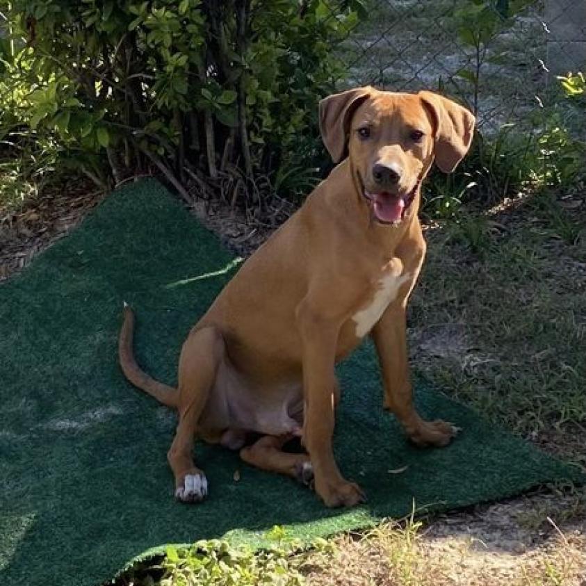Emmet, an adoptable Redbone Coonhound in Bailey, NC, 27807 | Photo Image 2