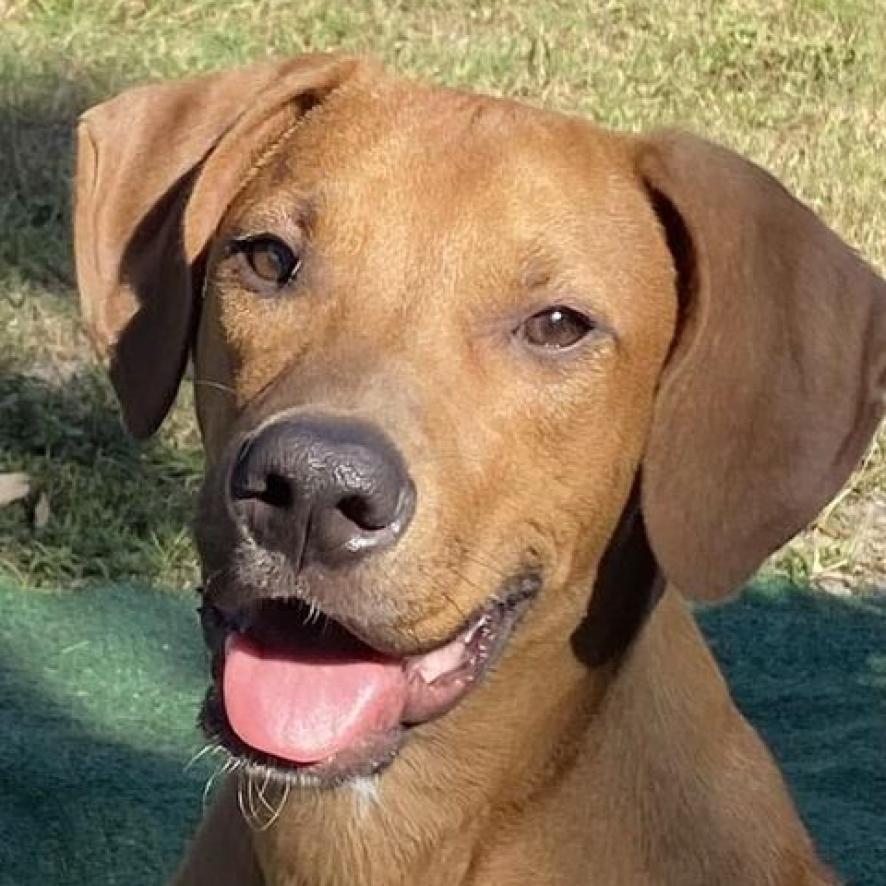 Emmet, an adoptable Redbone Coonhound in Bailey, NC, 27807 | Photo Image 3