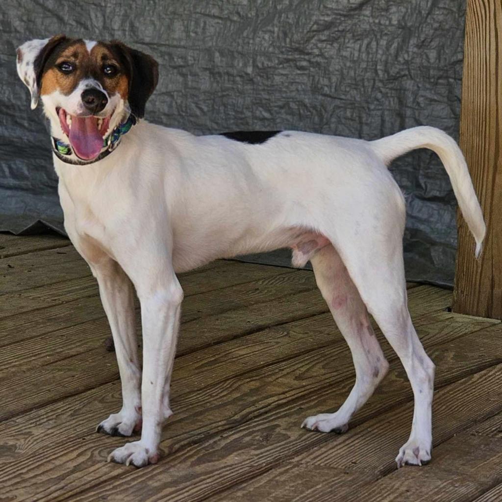 Clyde, an adoptable Treeing Walker Coonhound in Bailey, NC, 27807 | Photo Image 1