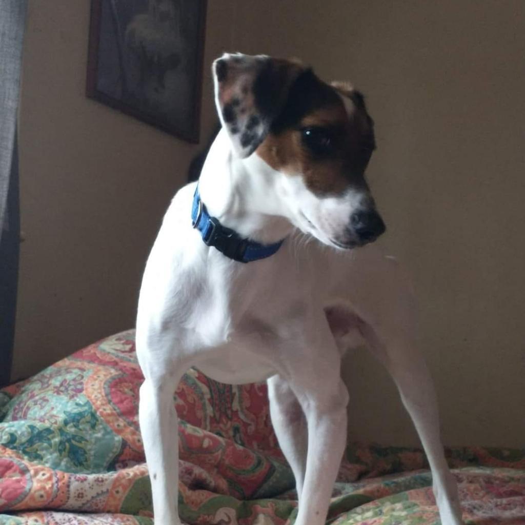 Clyde, an adoptable Treeing Walker Coonhound in Bailey, NC, 27807 | Photo Image 2