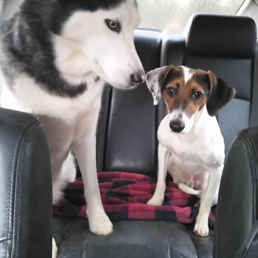 Clyde, an adoptable Treeing Walker Coonhound in Bailey, NC, 27807 | Photo Image 3