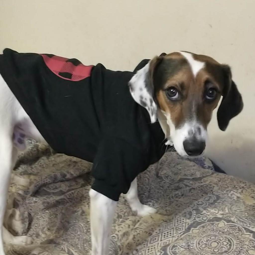 Clyde, an adoptable Treeing Walker Coonhound in Bailey, NC, 27807 | Photo Image 4