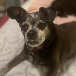 Snookie, Senior Female Pug
