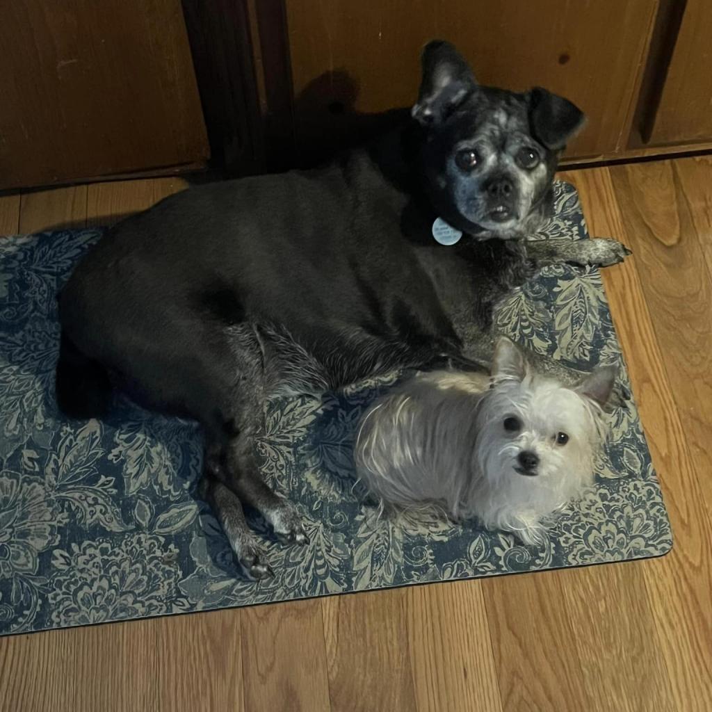 Snookie, an adoptable Pug, Mixed Breed in Bailey, NC, 27807 | Photo Image 2