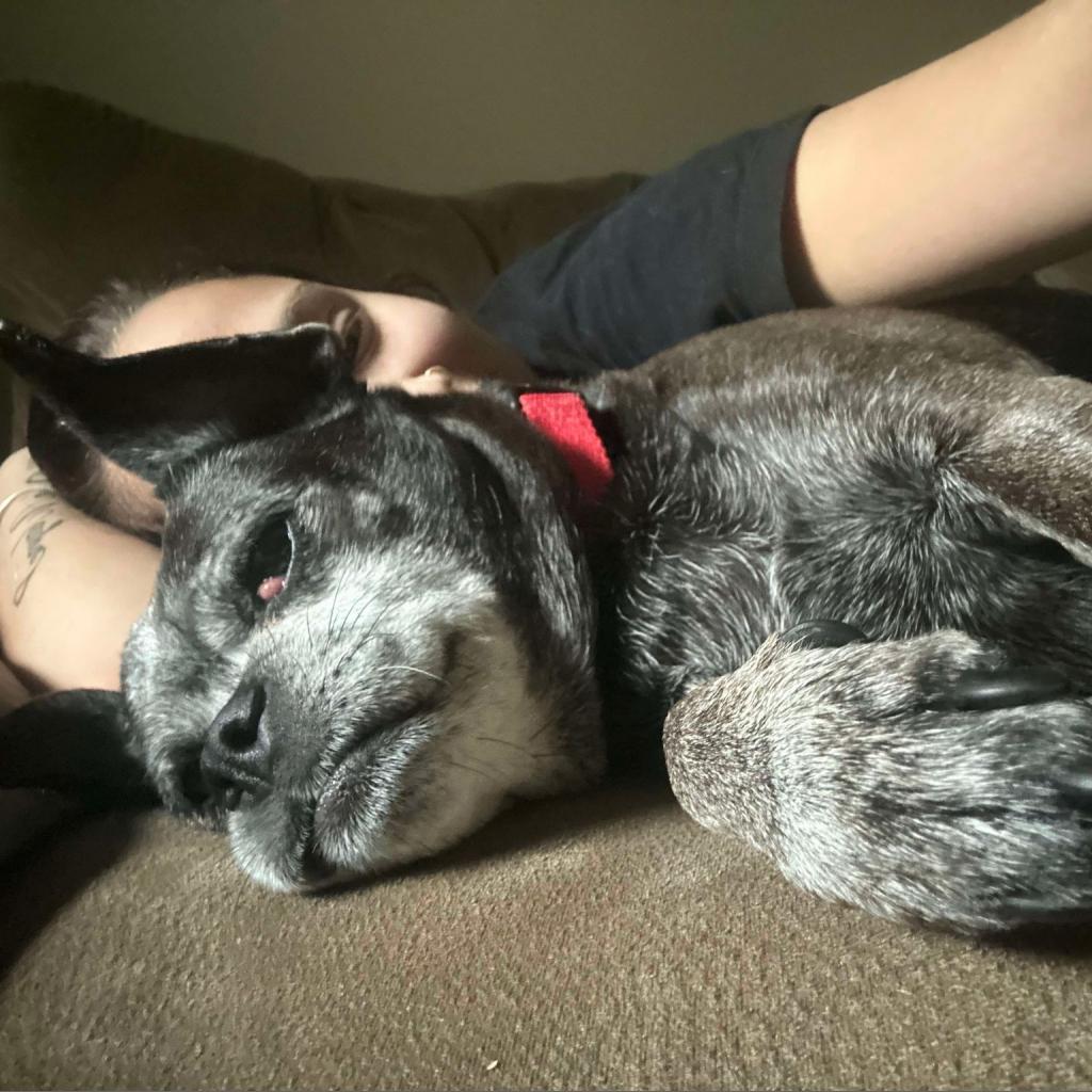 Snookie, an adoptable Pug, Mixed Breed in Bailey, NC, 27807 | Photo Image 3