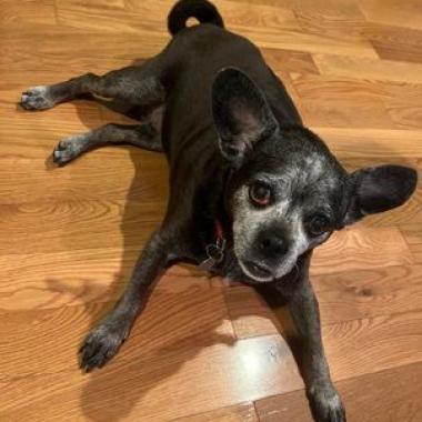 Snookie, an adoptable Pug, Mixed Breed in Bailey, NC, 27807 | Photo Image 4