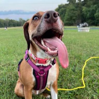 Bonnie, an adoptable German Shorthaired Pointer, Mixed Breed in Bailey, NC, 27807 | Photo Image 1