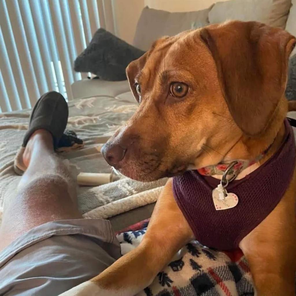 Bonnie, an adoptable German Shorthaired Pointer, Mixed Breed in Bailey, NC, 27807 | Photo Image 2