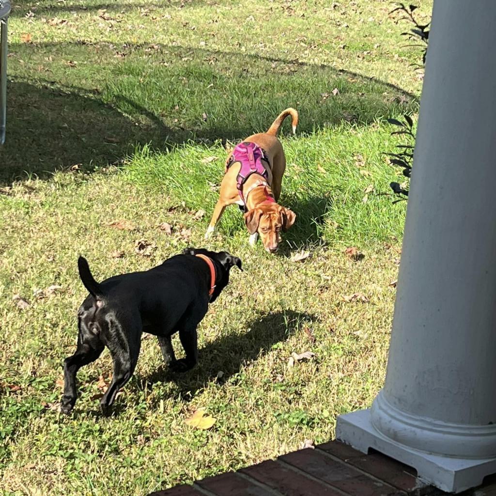 Bonnie, an adoptable German Shorthaired Pointer, Mixed Breed in Bailey, NC, 27807 | Photo Image 3