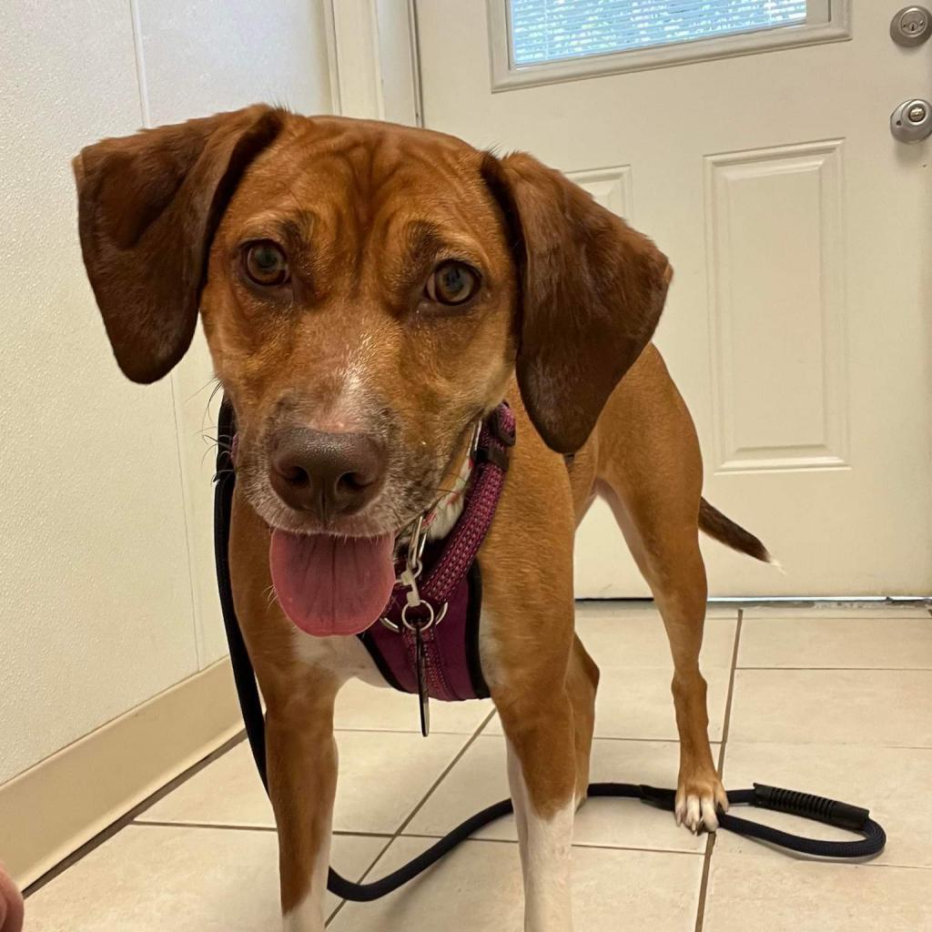 Bonnie, an adoptable German Shorthaired Pointer, Mixed Breed in Bailey, NC, 27807 | Photo Image 4