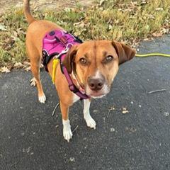 Bonnie, an adoptable German Shorthaired Pointer, Mixed Breed in Bailey, NC, 27807 | Photo Image 5