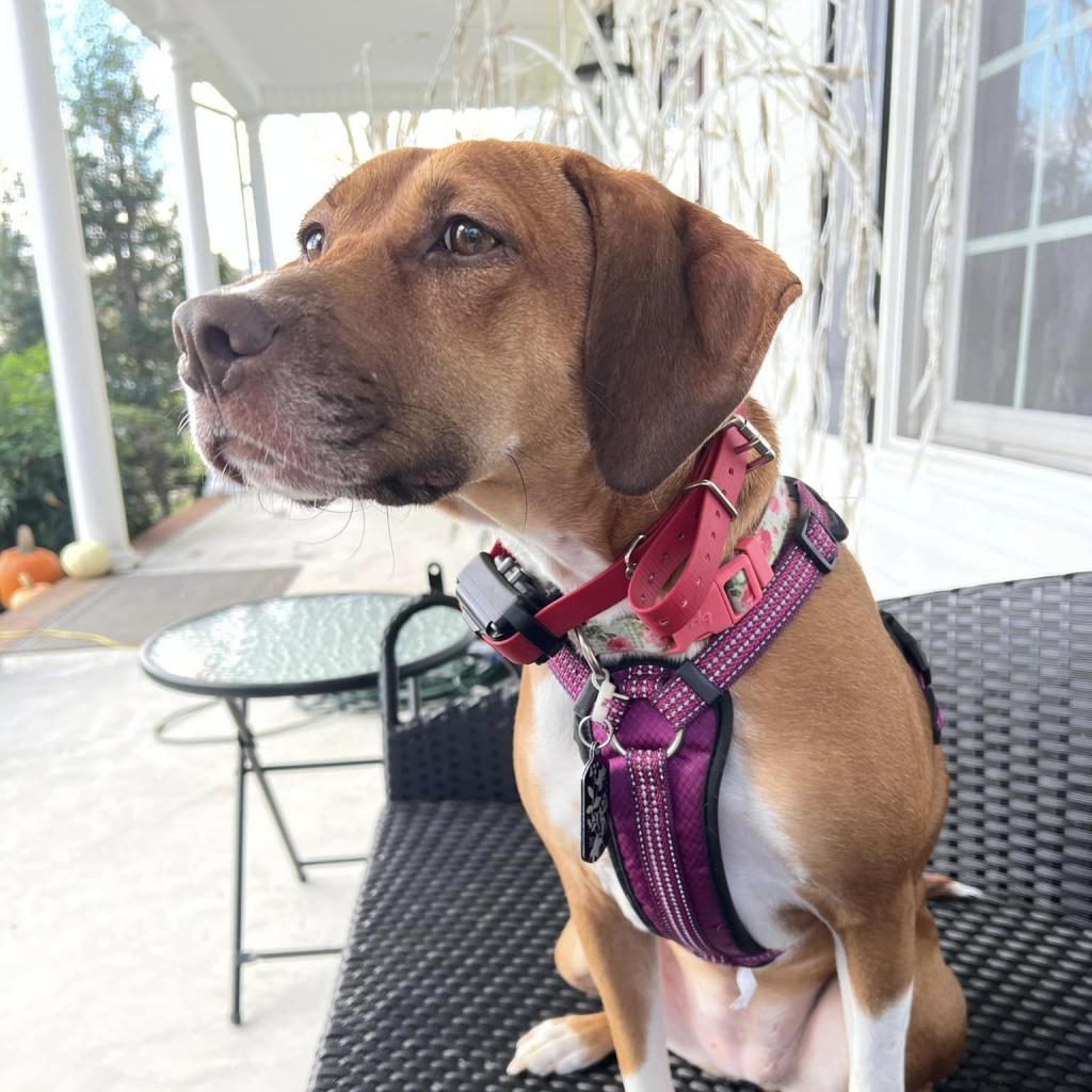 Bonnie, an adoptable German Shorthaired Pointer, Mixed Breed in Bailey, NC, 27807 | Photo Image 6