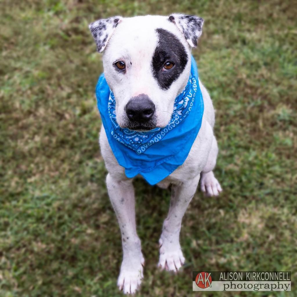Brodie, an adoptable American Staffordshire Terrier, Mixed Breed in Bailey, NC, 27807 | Photo Image 1